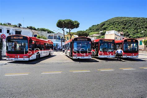 linee bus ischia